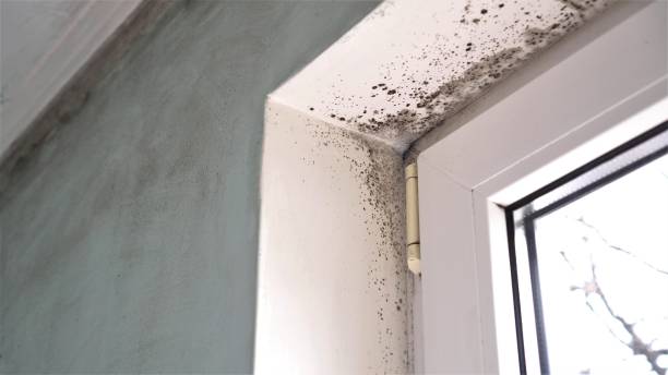 Best Industrial Mold Remediation  in Waterflow, NM