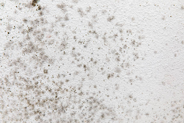 Mold Odor Removal Services in Waterflow, NM