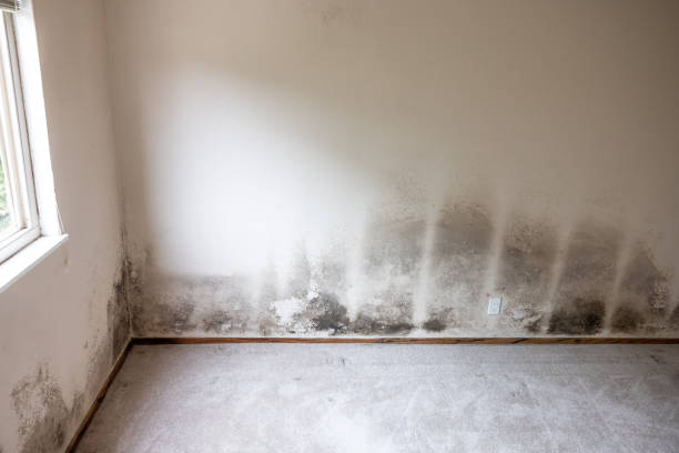 Best Mold-Related Health Consultation  in Waterflow, NM
