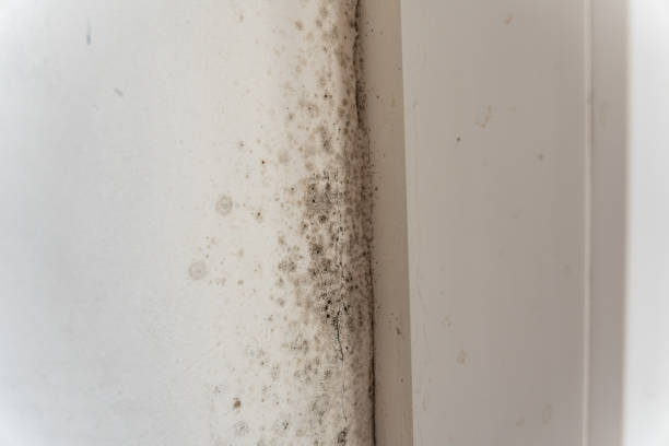 Professional Mold Removal in Waterflow, NM